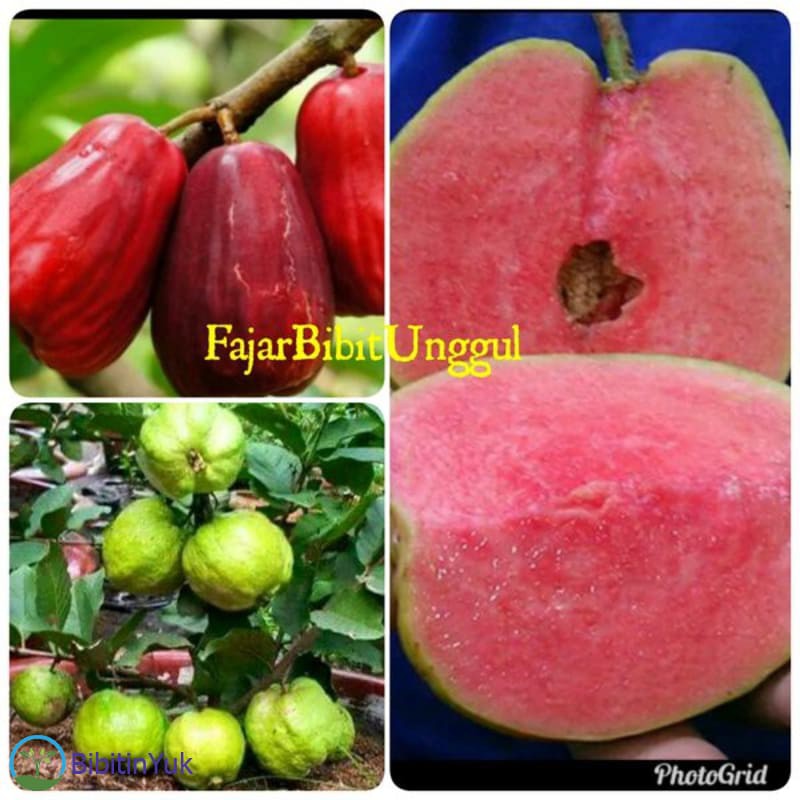 Harga Grosir Paket 3 Bibit Jambu Kristal Putih-Sukun Merah-Jambu Jamaika