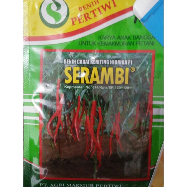 benih cabe kriting serambi