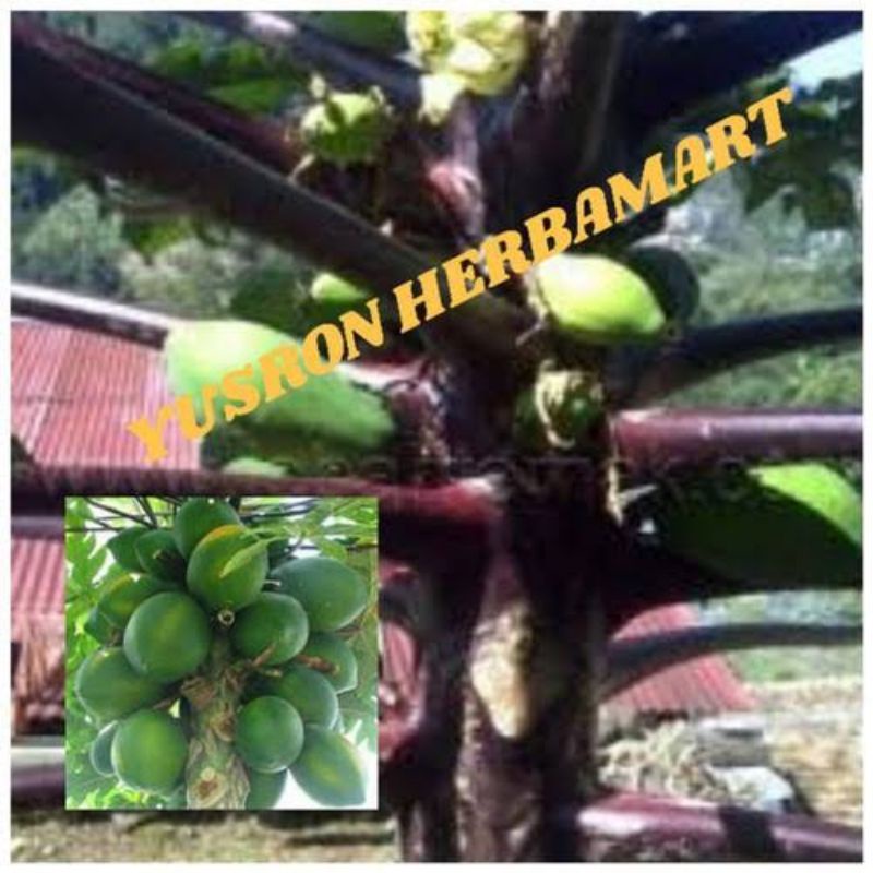 BUAH PEPAYA WULUNG ASLI