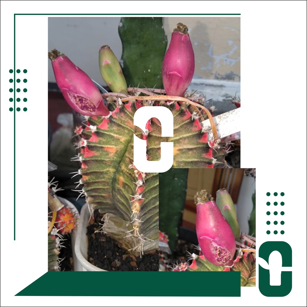 Benih | biji |seed| kaktus| gymnocalycium |starfire (milo) part2 #25022021