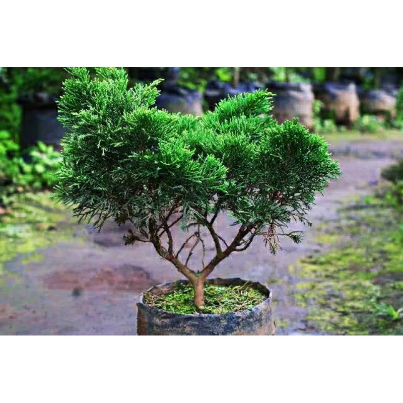 TANAMAN CEMARA PUA PUA BAHAN BONSAI A GRADE A |COD| PROMO KUALITAS SUPER BONSAI