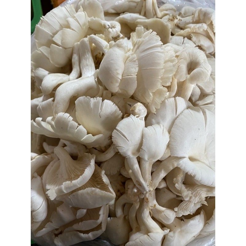 

Jamur tiram - 250 gram