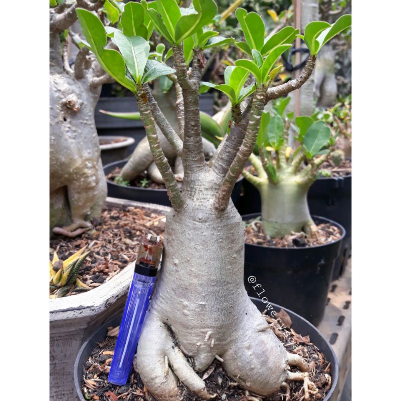 Adenium thaisoco hybrid