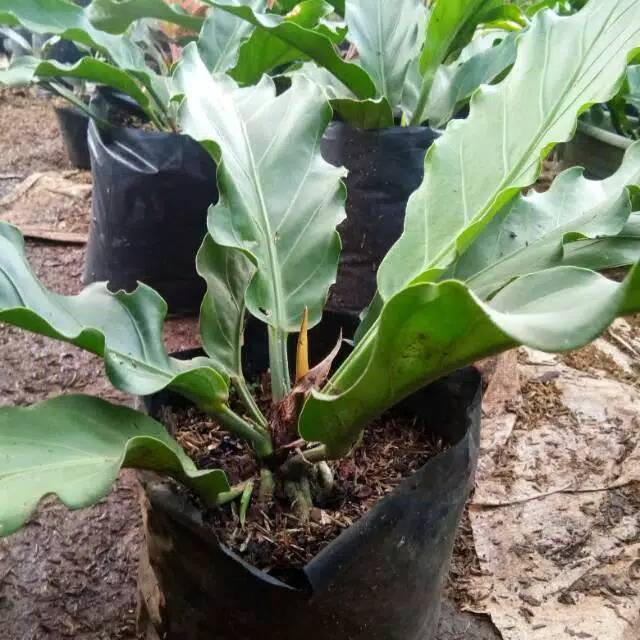 Anthurium Gelombang Cinta Tanaman Gelombang Cinta Hiasan Taman Anthurium Tanaman Hias Shopee Indonesia