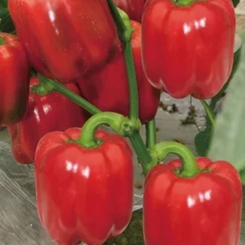 4 Biji Benih Paprika Merah F1 Hibrida Red Star Sayuran Known You Seed Bibit Tanaman Sayur Seribuan