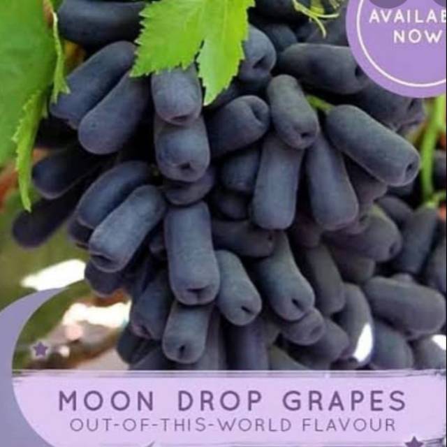 

ANGGUR HITAM SWEET SAPHIRE(black moondrop's)/500 gr