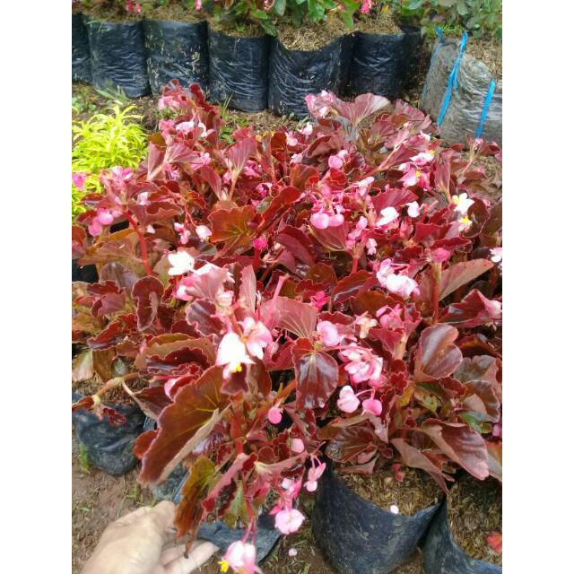 Tanaman hias begonia - Pohon bunga begonia bunga merah