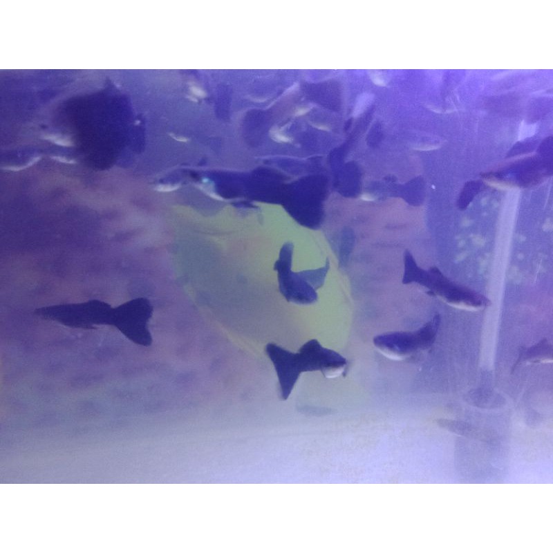 ikan guppy black moscow