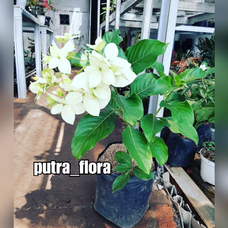 Bunga nusa indah - Nusa indah putih