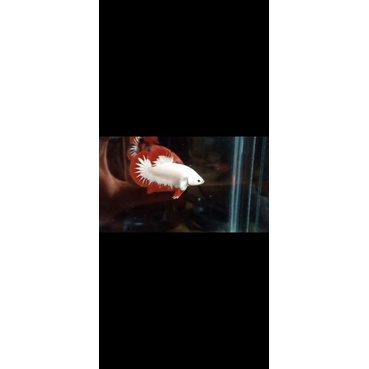 ikan cupang red dragon snow