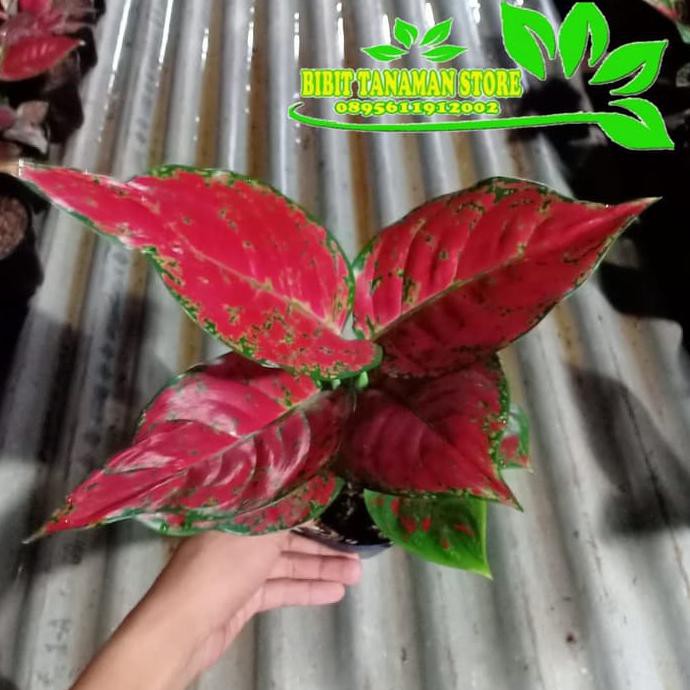 Tanaman Hias Aglonema Red King - Pohon Aglonema Red King