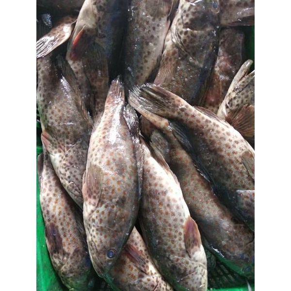 Ikan Kerapu Balong Segar 1~Kilogram