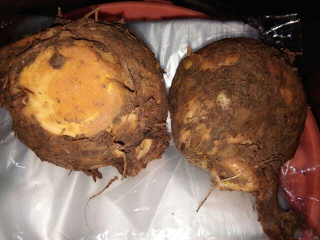 

biang kunyit.temu lawak 1kg