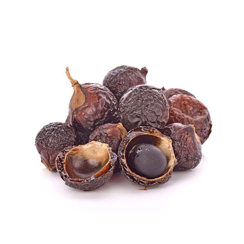 Bibit Benih Tanaman Buah Lerak (5 Butir)