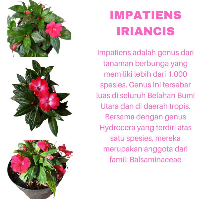 PROMO TANAMAN HIAS BUNGA IMPATIENS IRIANCIS KUALITAS SUPER WARNA RANDOM | MURAH | COD