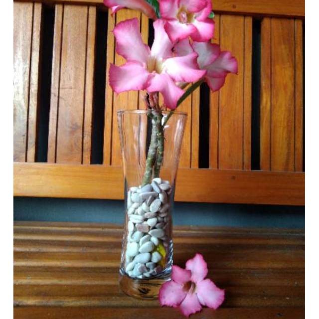 Vas Kaca Tinggi | pot kaca tinggi