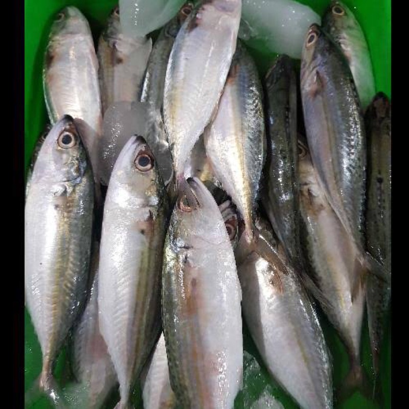 Ikan Gembung Kuring Segar / Kembung Kuring (ikan segar)