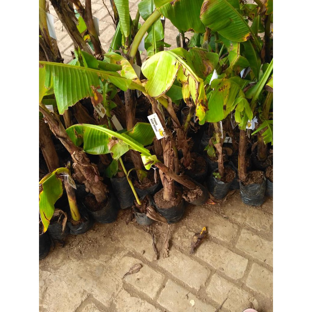 bibit pisang raja merah