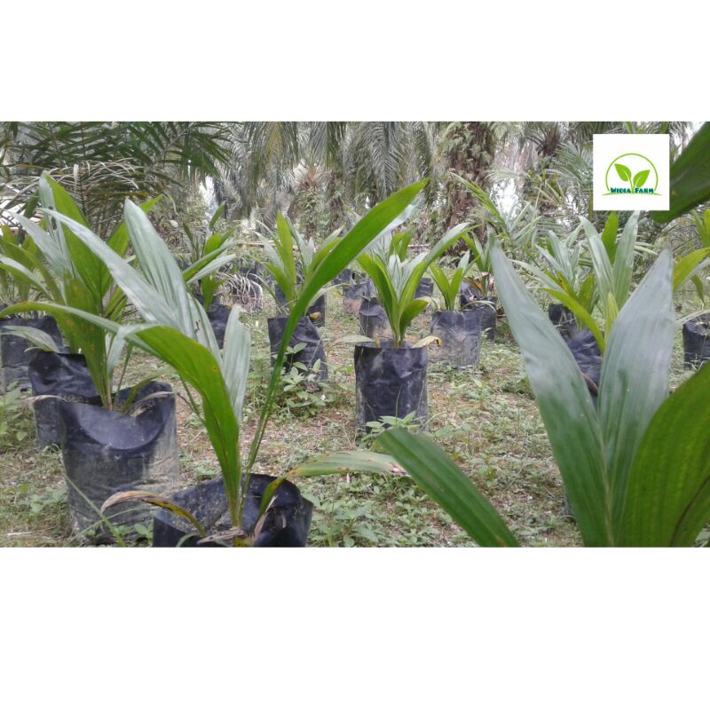 Bibit Sawit Unggul,Sawit Buah jantung