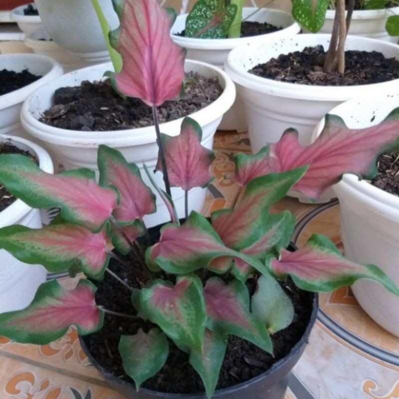 caladium keladi keris chantik unik