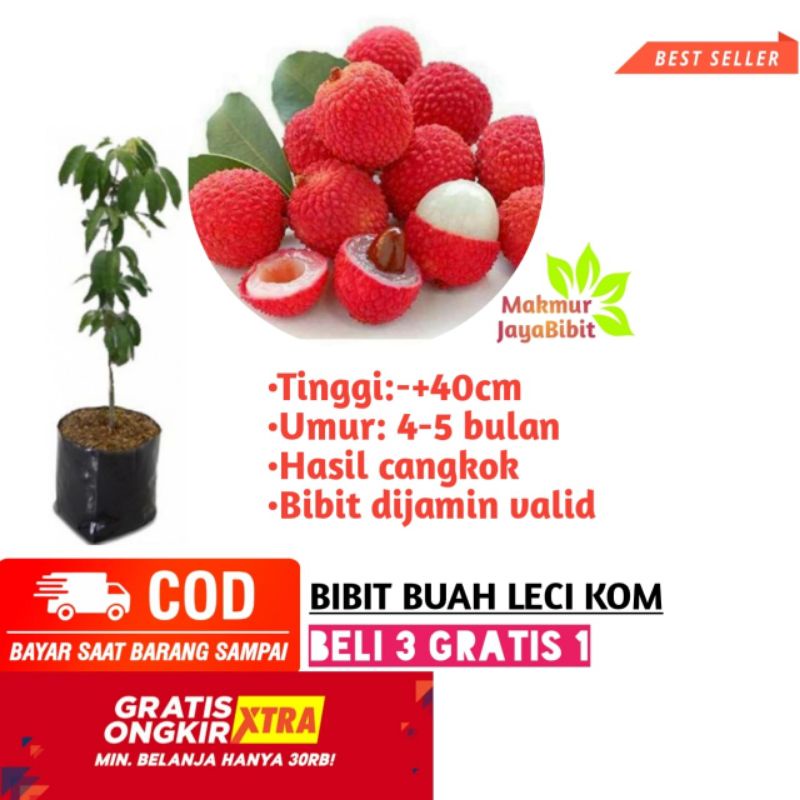 Bibit buah leci kom super unggul
