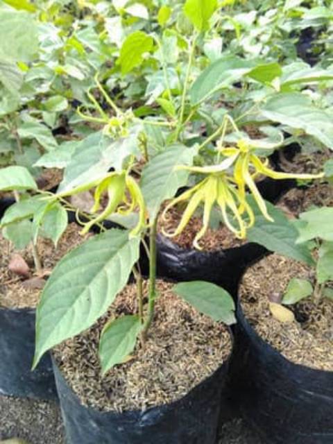 Kenanga kuning (Cananga odorata)  wangi - Bibit bunga kenanga kuning - BAKUL KEMBANG
