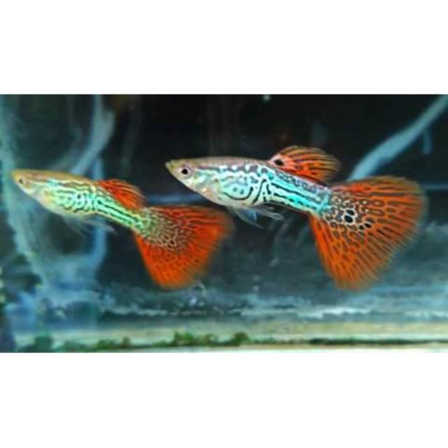 

Ikan Guppy Red lace