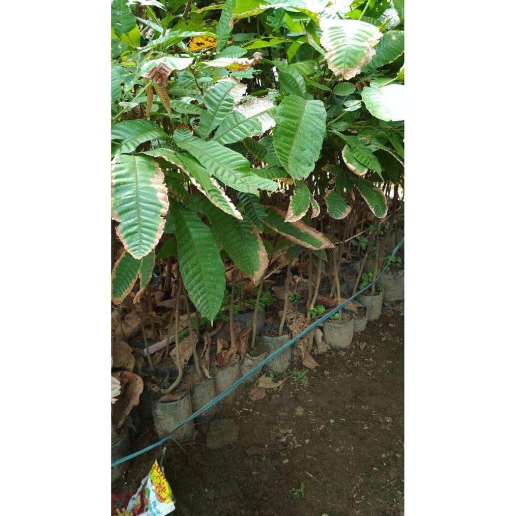Bibit Buah Matoa Super