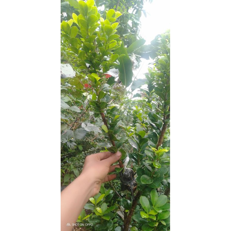 Beringin compacta bibit tanaman bonsai 40-50cm