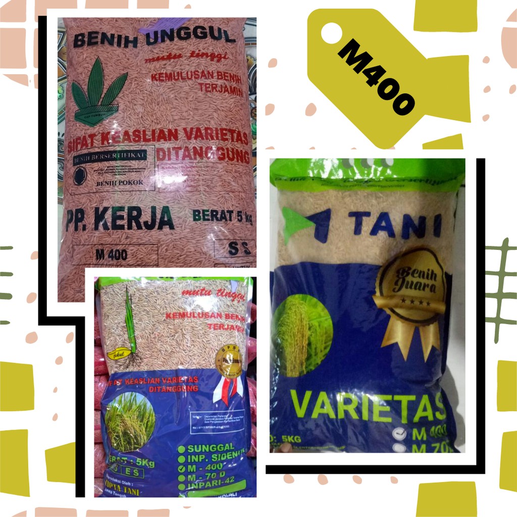 Benih Padi Unggul M400