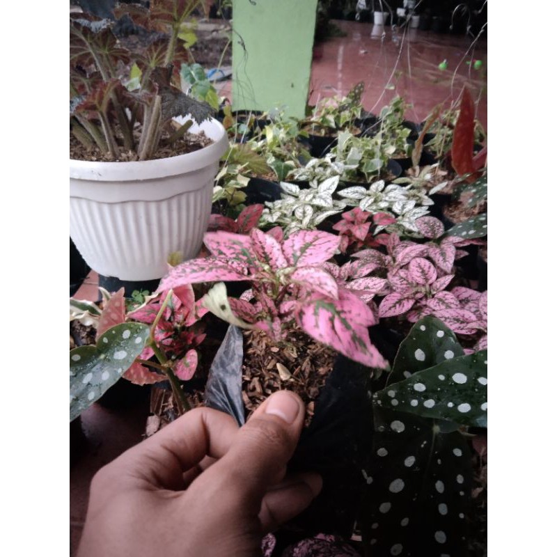 TANAMAN HIAS HYPOESTES MERAH