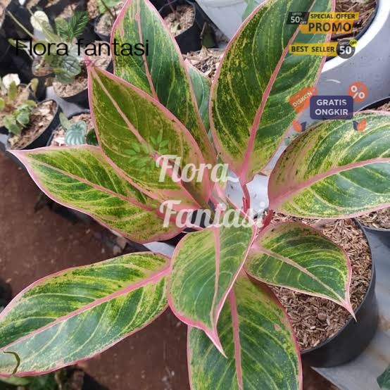 tanaman hias algonema LIPSTIK PINK Lotus KW / AGLAONEMA - agLonema lipstik classic (tanaman hidup bu