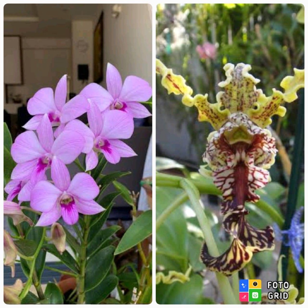 Seedling Anggrek Dendrobium Biggibum x Spectabile