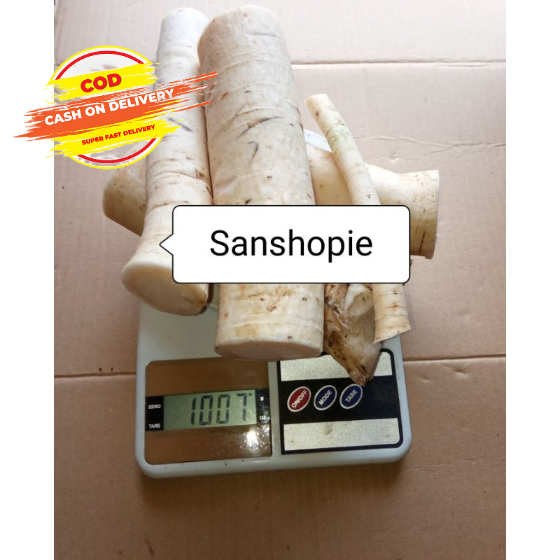 

Akar Pohon Pepaya Jantan Atau Kerayunan 1 kg