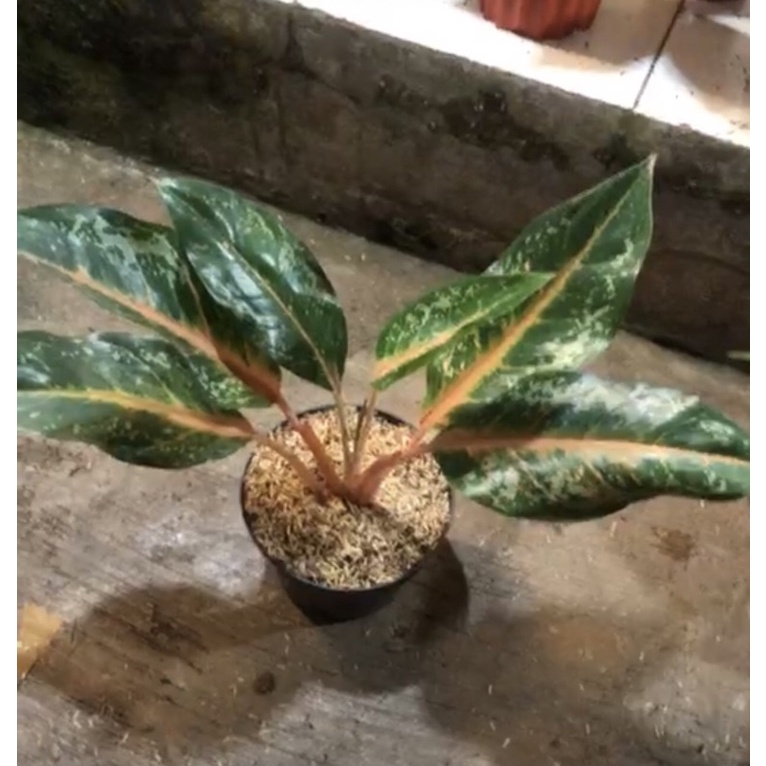 aglnema gajahmada jumbo