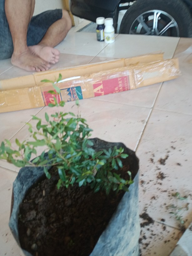 Bibit Tanaman Delima Mini Merah Hasil Cangkok Cepat Berbuah