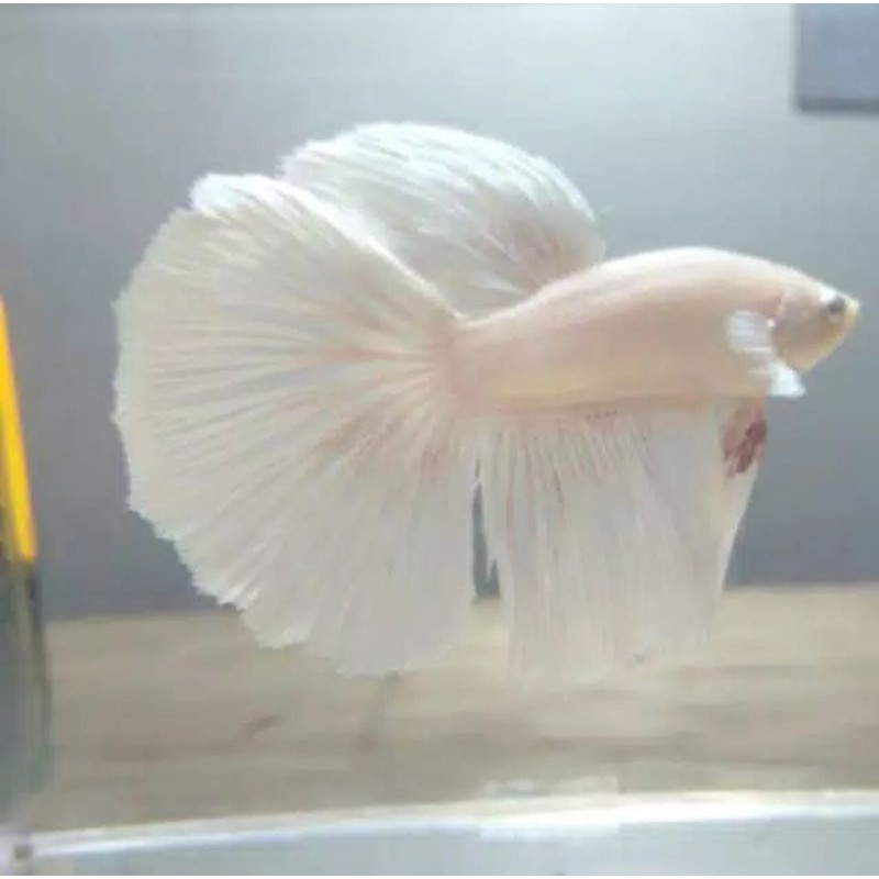 

Ikan Cupang Hias HM Platinum Male