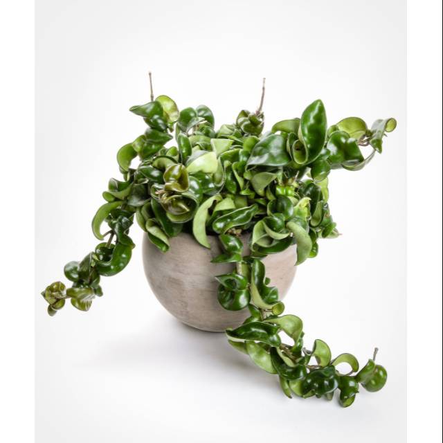 Hoya compacta - Hoya carnosa compacta - tanaman gantung Hoya compacta - Hoya - hoya carnosa