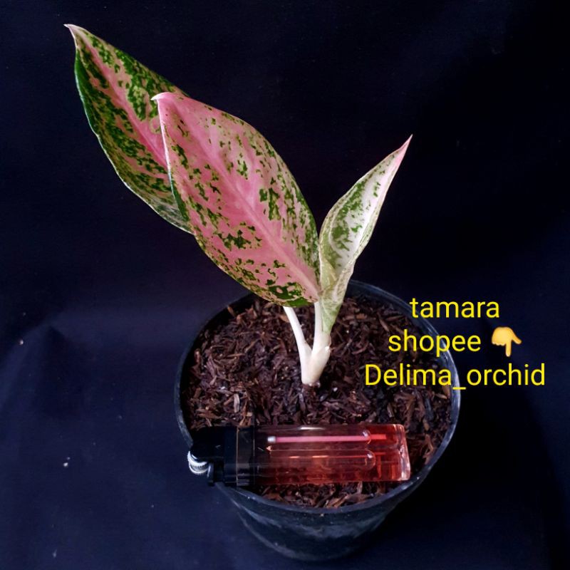 aglaonema aglonema tamara real foto