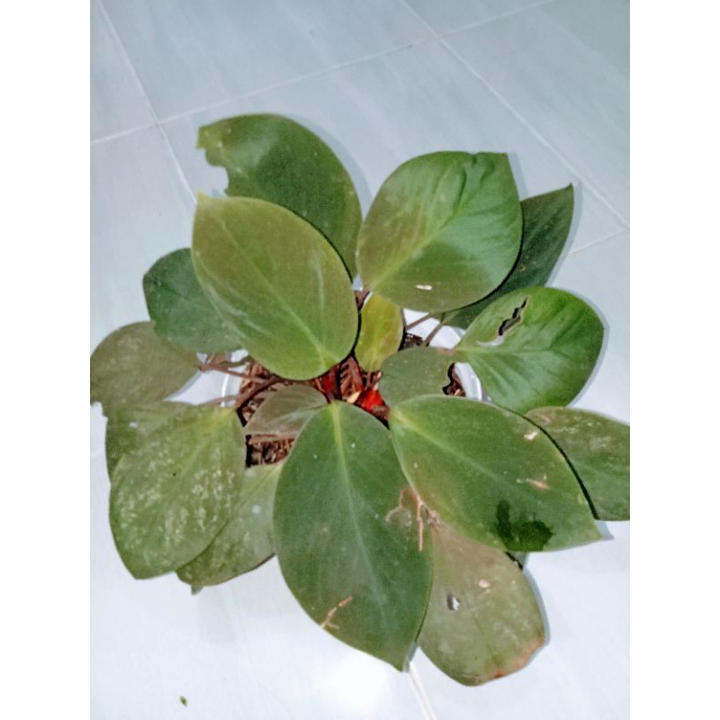 Homalomena humilis red