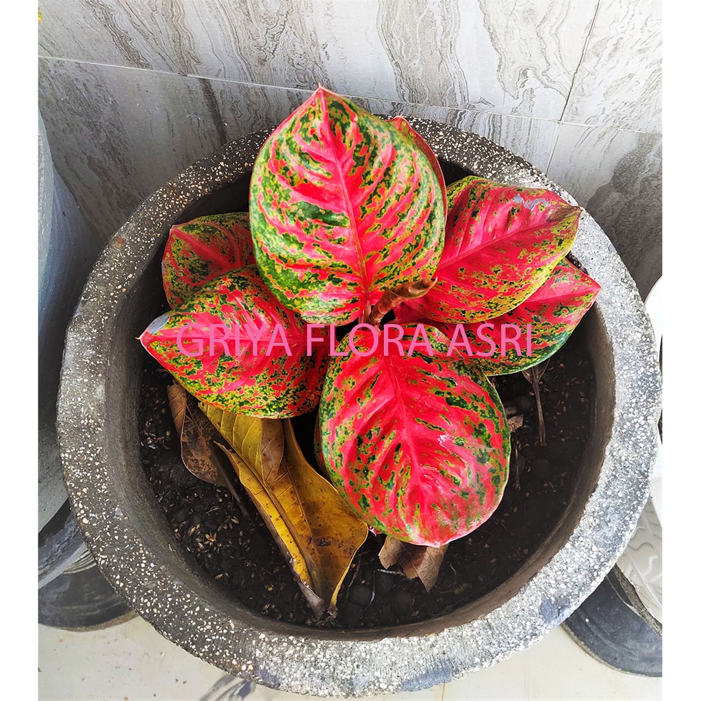 Tanaman hias aglonema Wulandari Shopee Indonesia Tanaman hias aglonema Wulandari Shopee Indonesia