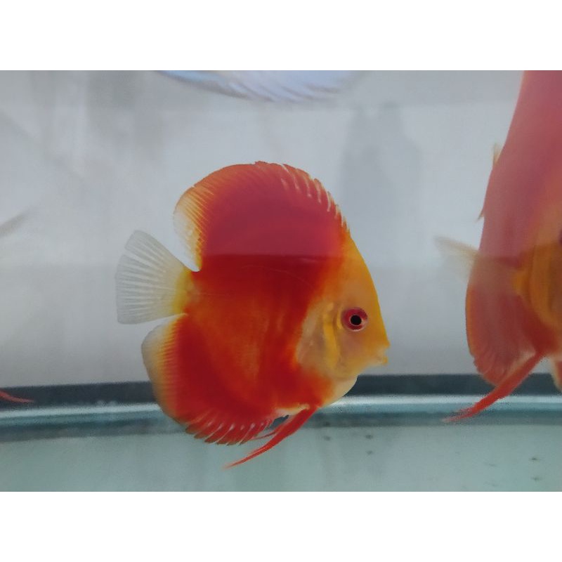 discus red melon hb 3,5"