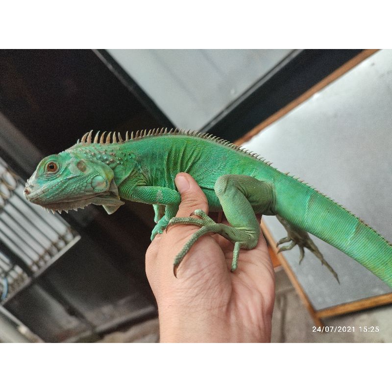iguana blue
