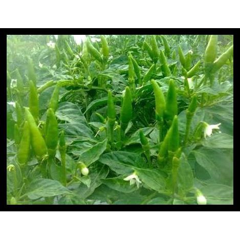 

Produk Terbaik Cabe Rawit Jengki Isi 1000 Biji