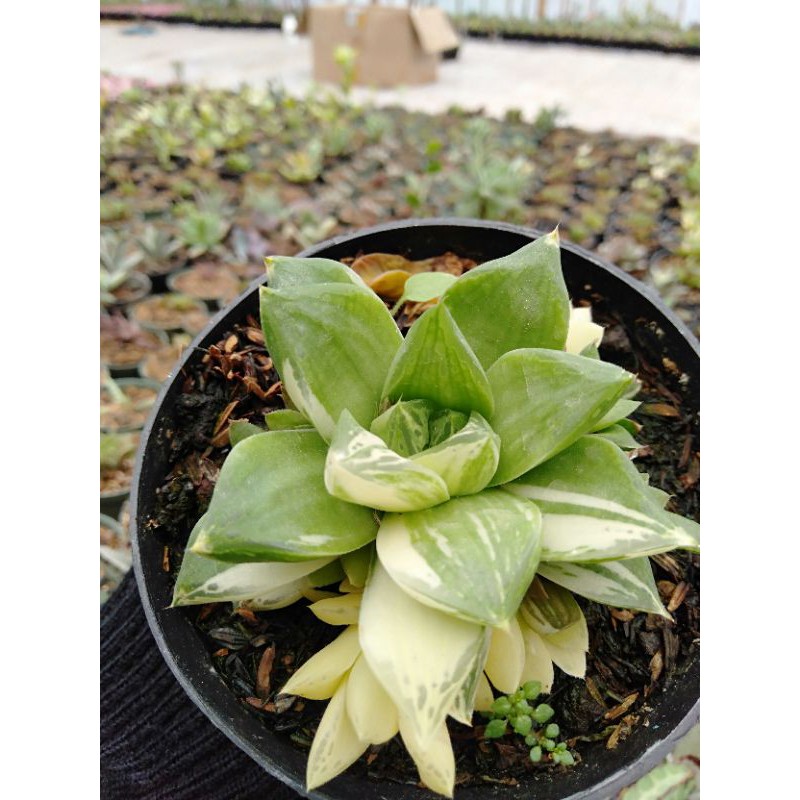 SUKULEN/KAKTUS variegata