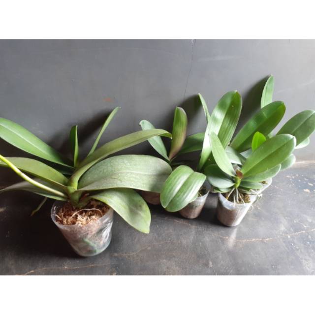 anggrek bulan remaja