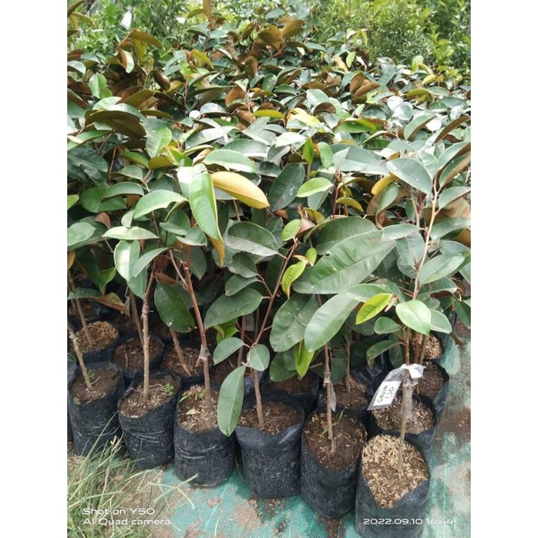 Bibit tanaman kenitu ungu super/bisa cod