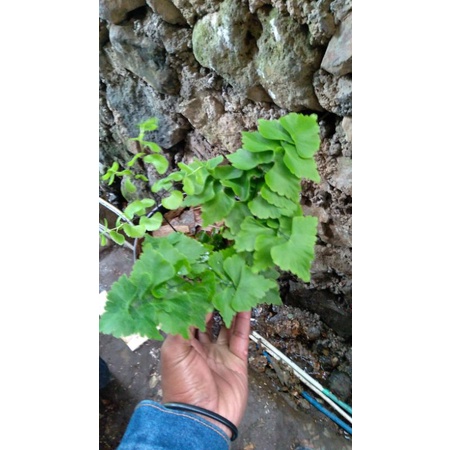 suplir belimbing kalong