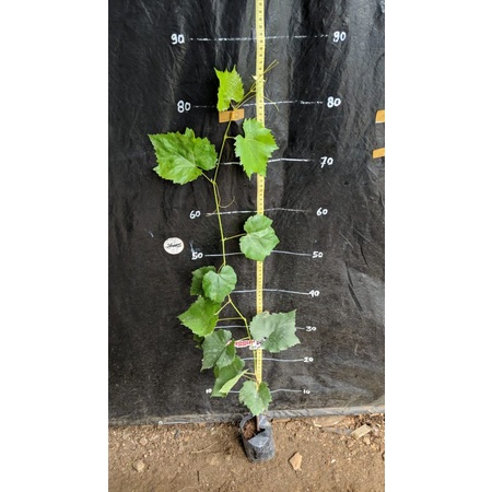 POHON BIBIT BUAH ANGGUR ANGUR IMPORT JUPITER BERBUNGA VALID BERKUALITAS TANAMAN ANGGUR IMPORT