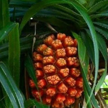 

Buah Pandan Laut / Buah Pandan Duri ( 1 Tandan)